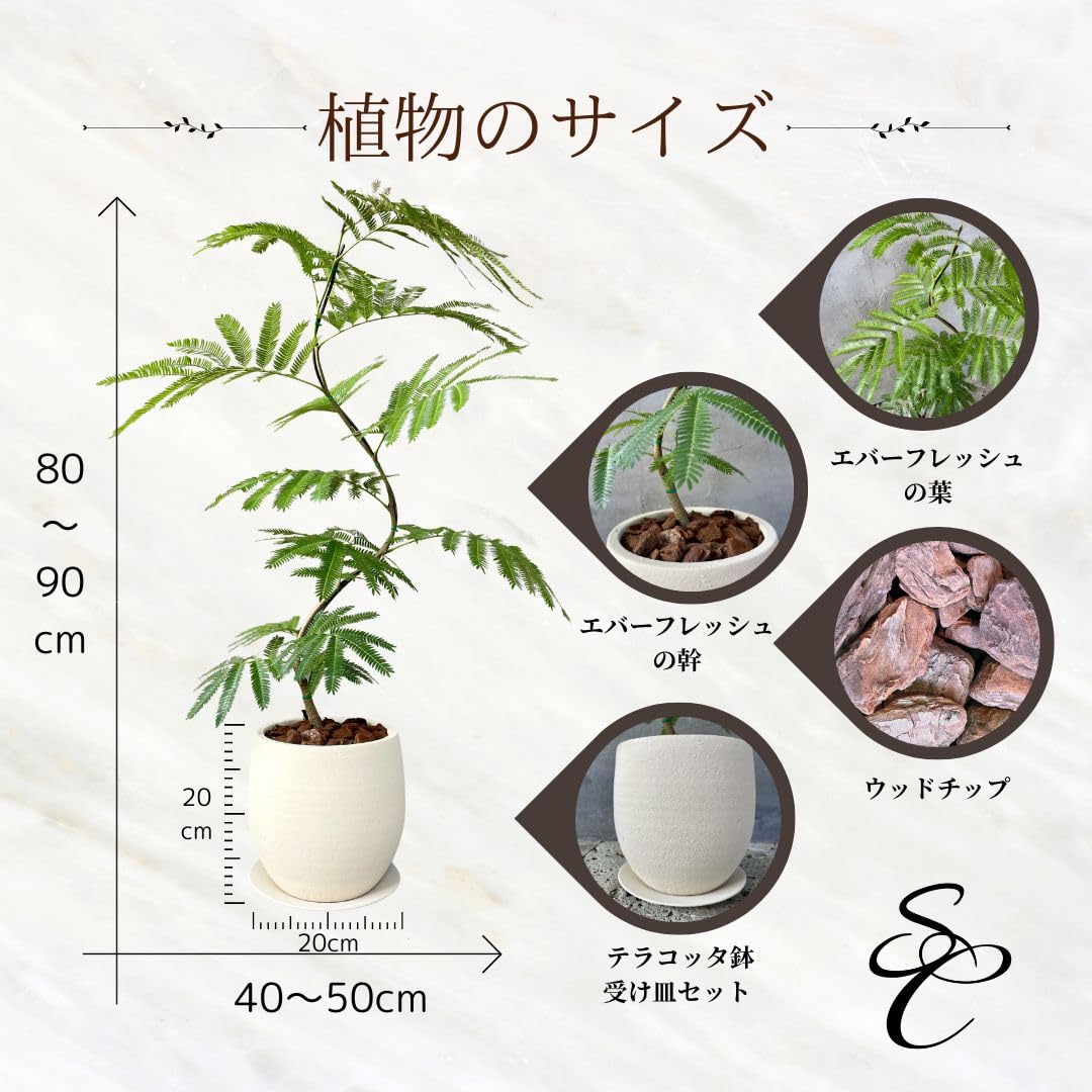 エバーフレッシュ　曲がり仕立て　お洒落　高さ135cm 7号鉢 Amazon｜SUZUHA 観葉植物 本物 エバーフレッシュ 曲がり仕立て 7号