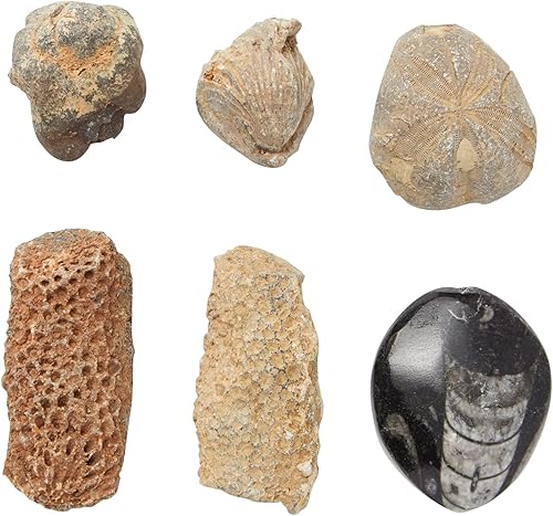 Miniatura 6 de Okuna Outpost Paquete de 20 réplicas de hueso real de Marruecos, trilobite, ortodoceras, diente de tiburón, amonita