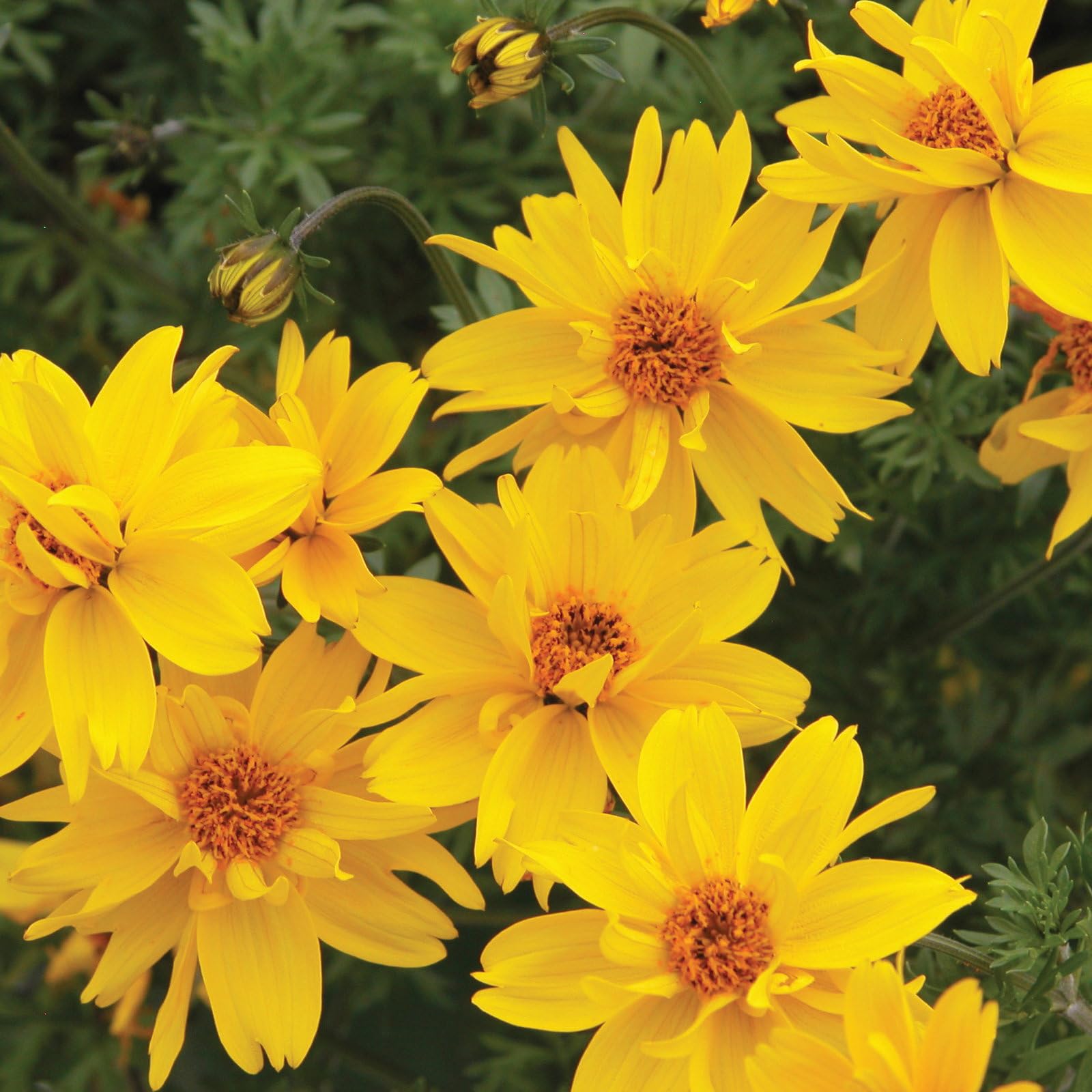Plant World Seeds - Bidens Ferulifolia 'Gold Nuggets' Seeds (Annual Flower Seeds)