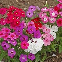 Vista 1 de Drummond's Phlox Mix Seeds Flores anuales para plantar 100 semillas sin OMG