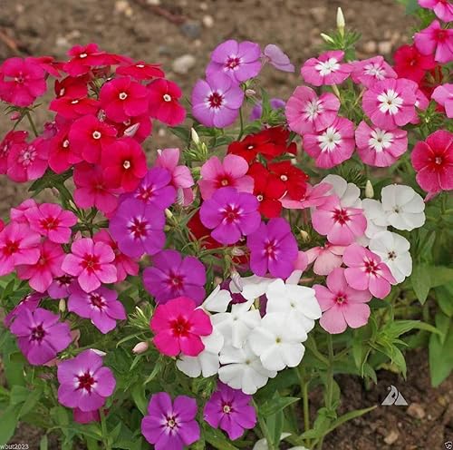 Drummond's Phlox Mix Seeds Flores anuales para plantar 100 semillas sin OMG