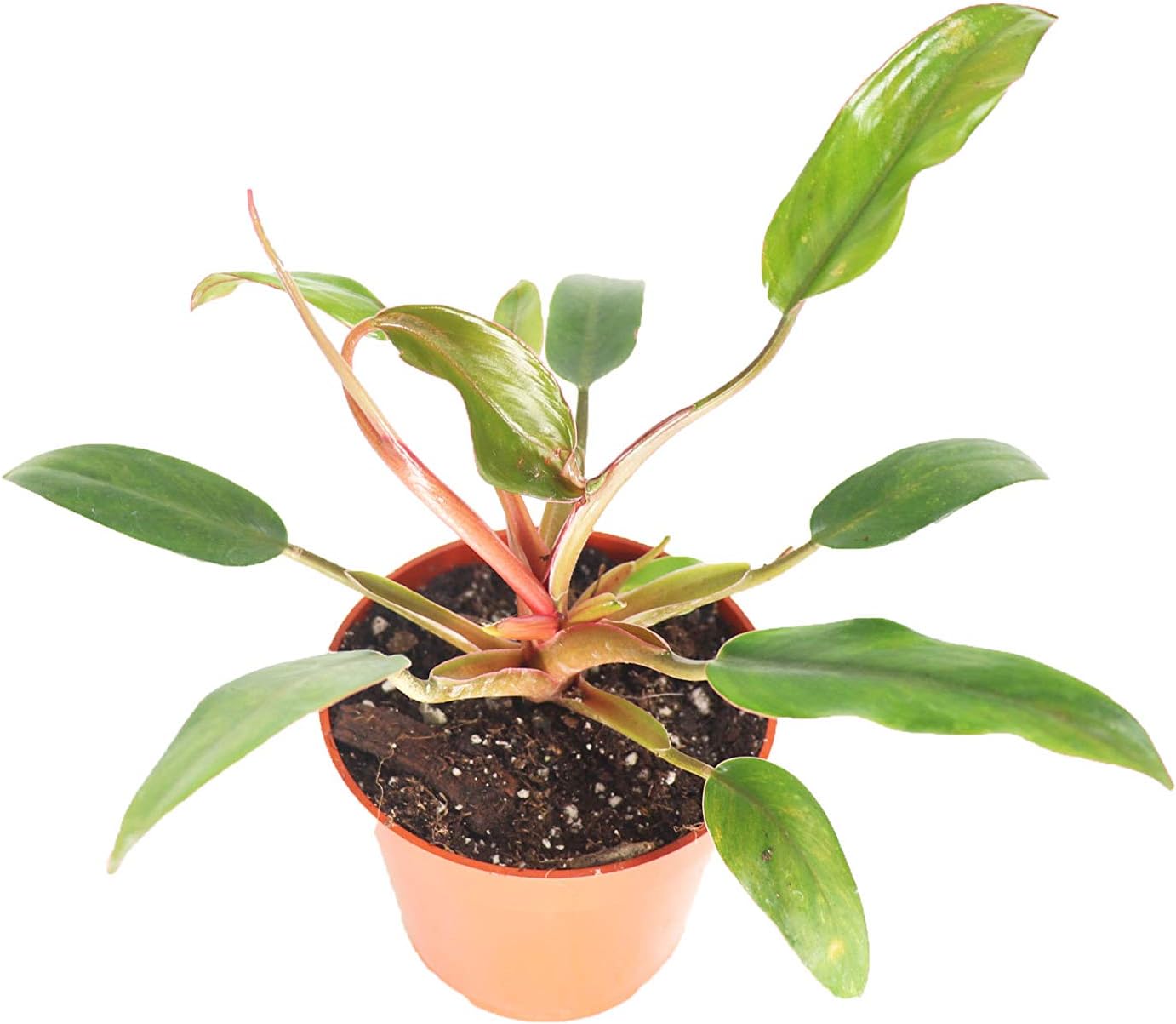 Philodendron Bipennifolium Aurea - 4" Pot from California Tropicals