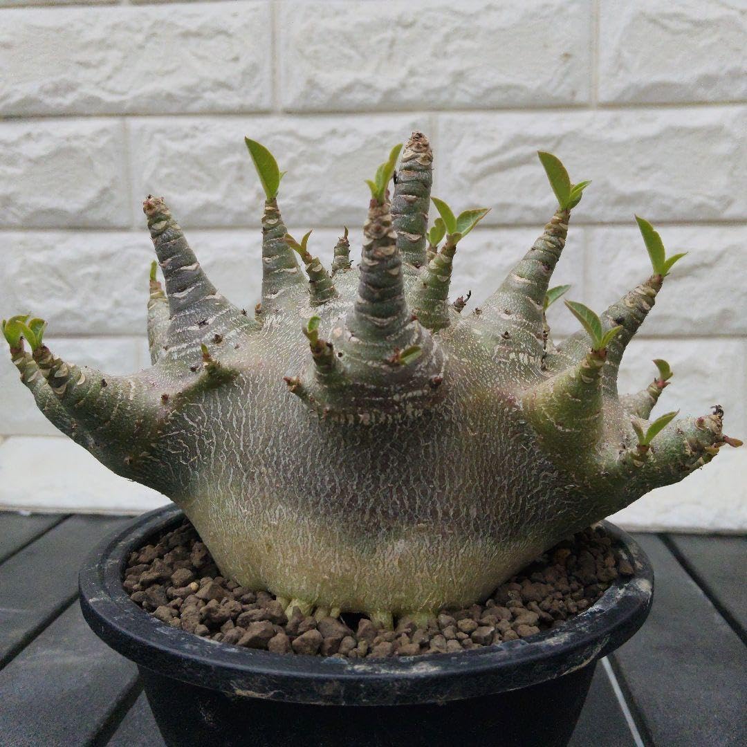 a32 アデニウム ドワーフ タコ足 塊根植物 コーデックス アラビカム a32 アデニウム ドワーフ タコ足 塊根植物 コーデックス アラビカム