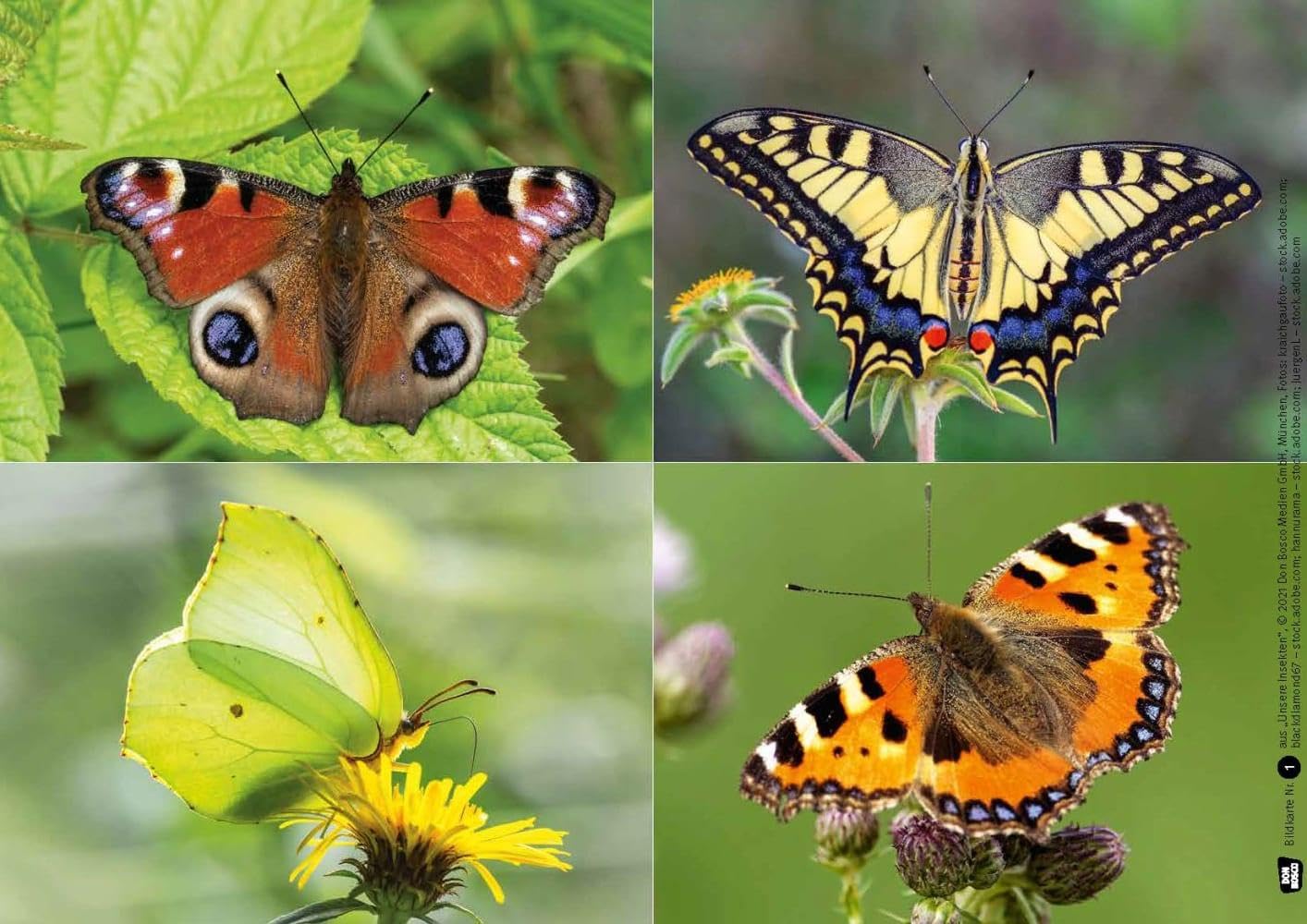 Ameise, Biene und Schmetterling. Unsere Insekten. Kamishibai Bildkarten und Memo-Spiel: Sachwissen spannend vermitteln mit dem Erzähltheater. Für Kita ... für unser Erzähltheater Kamishibai)