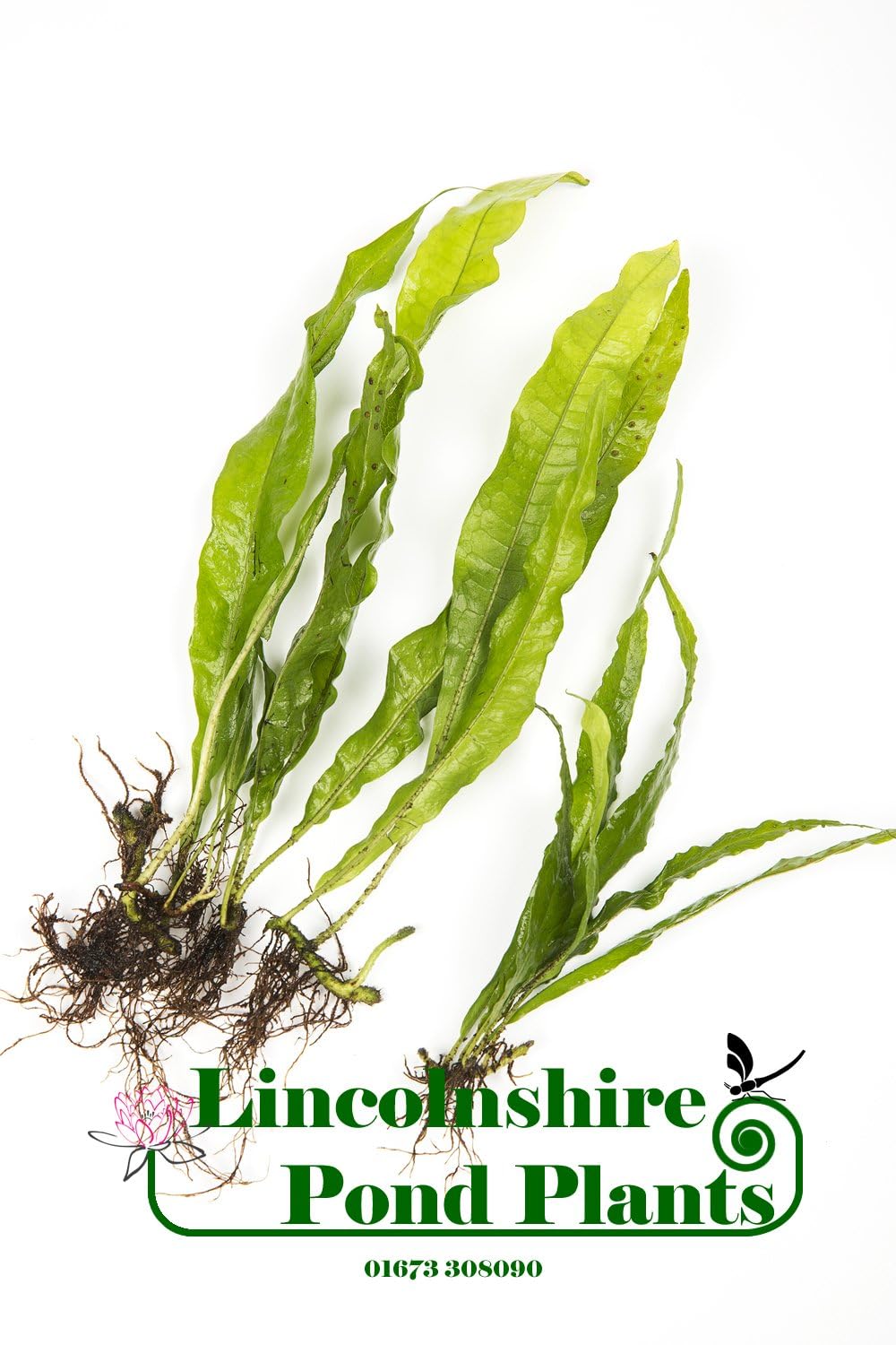 Lincolnshire Pond Plants Ltd - Java Fern Microsorium pteropus Live Aquarium Plants (3)