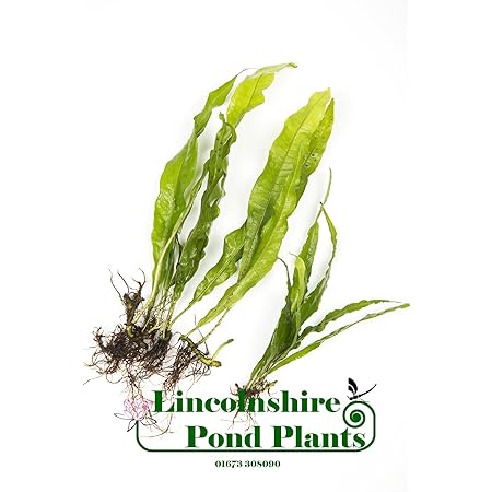 10 Java Fern Microsorium pteropus Live Aquarium Plants Aquatic Plants ...