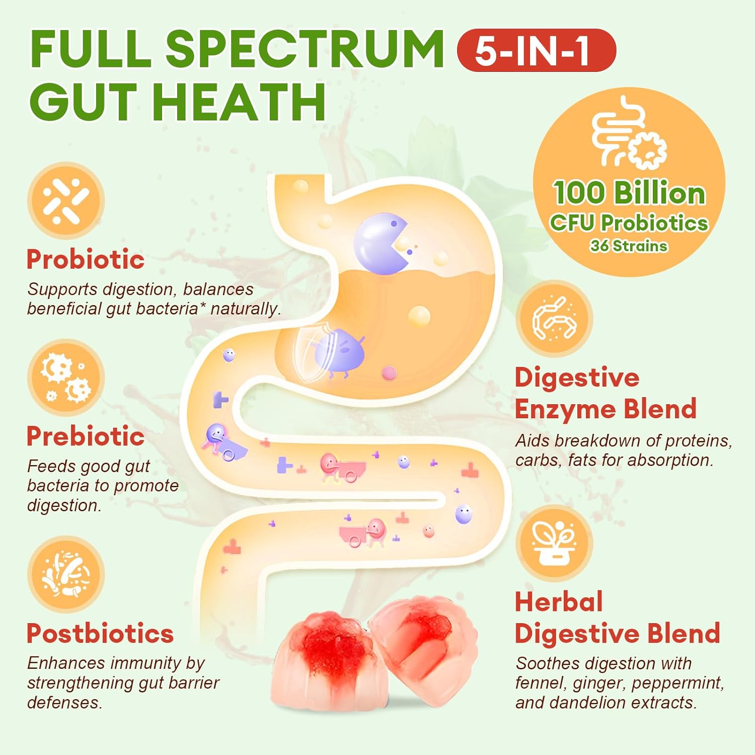 (2 Packs) Totaria Sugar Free 5-in-1 Probiotic Prebiotic Postbiotic Gummy, Probiotics for Women Men with Digestive Enzymes, Peppermint, Complete Immune, Gut & Digestive Support, Vegan Strawberry Flavor - Image 5