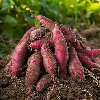 Amazon.co.jp: 【新芋】紅はるか 10kg 土付き 生芋 (M～2Lサイズ