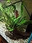 Dennerle Java Fern Growing on Bogwood Small bogwood 6" approx live ...