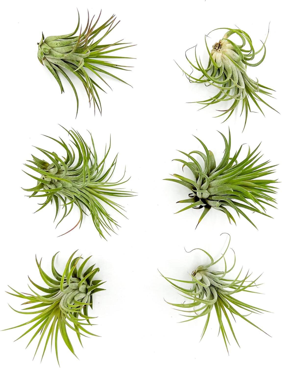 ragnaroc Air Plants - Tillandsia Ionantha Druid Ball, Jumbo 6-9" - 1ct - Live Arrival Guaranteed - House Plants for Home Decor & Gift