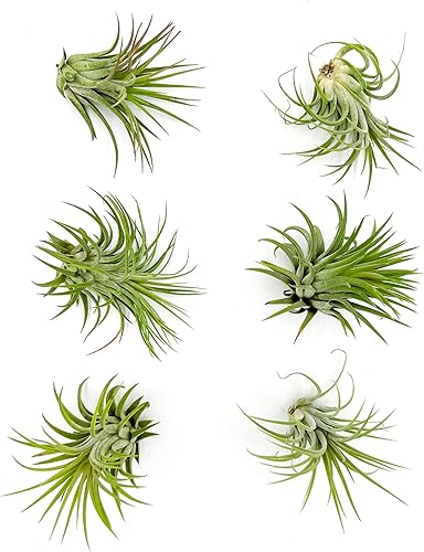 Miniatura 22 de ragnaroc Plantas de aire - Tillandsia Ionantha Rubra, Regular 2-3" - 12ct - Llegada viva garantizada - Plantas de interior para decoración del hogar