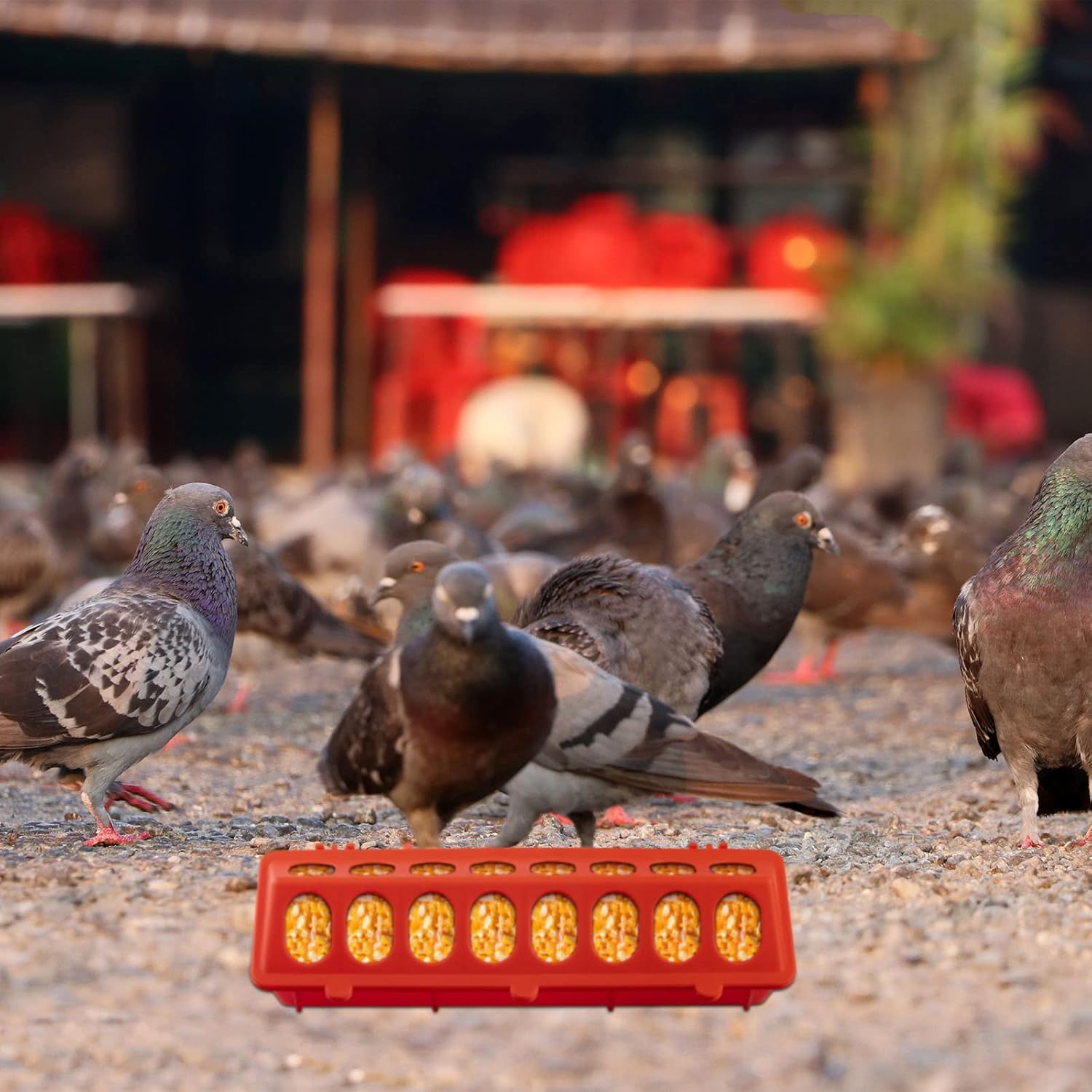 8 Pack Plastic Flip Top Small Poultry Feeder Quail Feeder Baby Chick Ducklings Feeder Red No Mess No Waste Multihole Poultry Feeding Dish Dispenser for Pigeon Chicken Bird