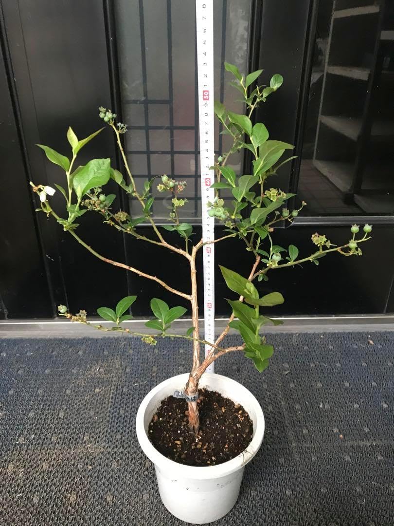 オリーブ ピクアル オリーブの木 創樹 幹太souju 7号