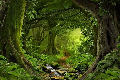 Fotografía de bosque tropical de selva tropical, bosque lluvioso, arroyo, rocas de agua, frondoso, árbol de follaje, hojas verdes, ramas, musgo, disponible en Yaxa Colombia