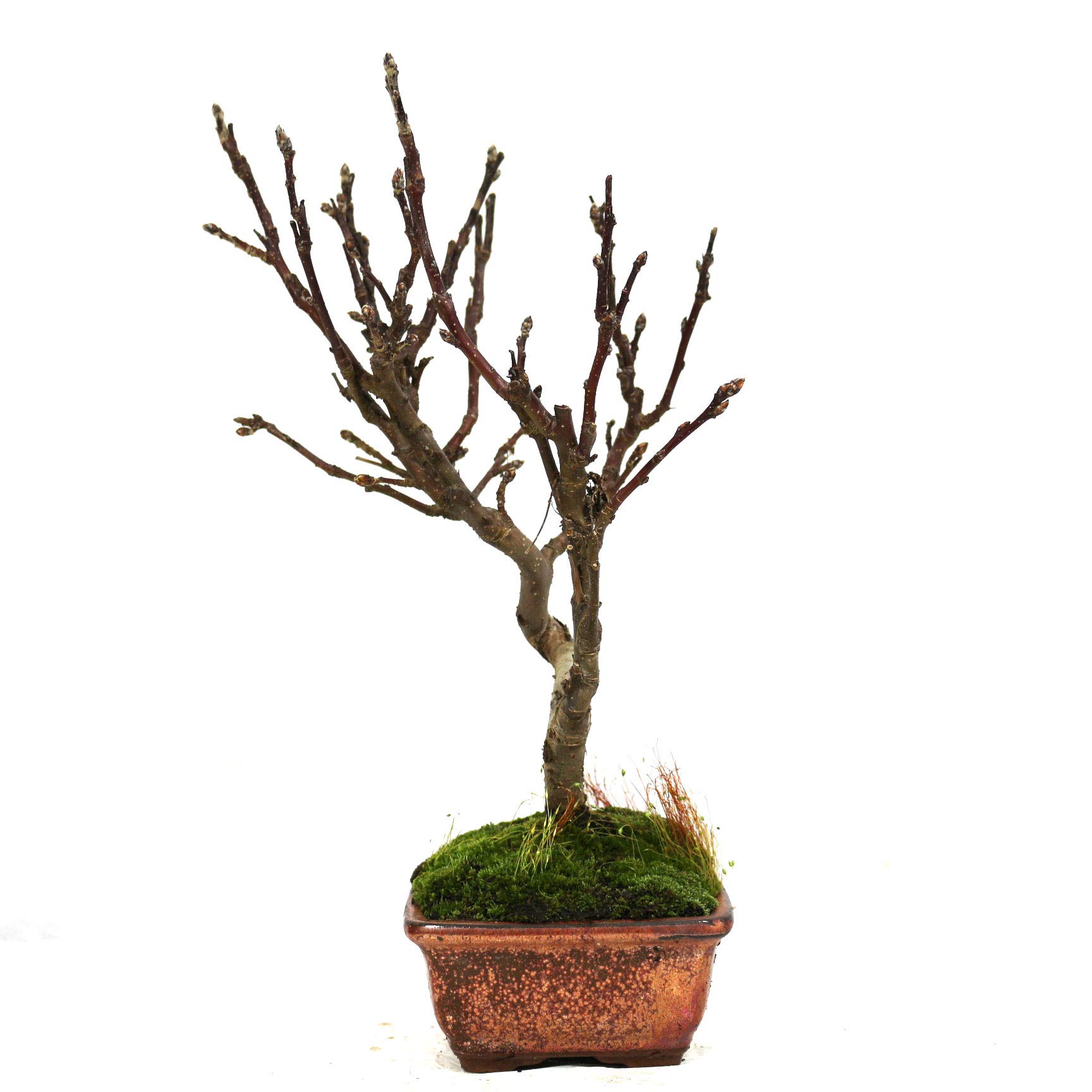 kann man bonsai erde auch für andere pflanzen verwenden Bonsaierde 5 L main image 0