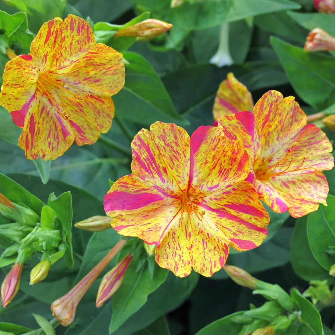 Rare Four O' Clock " Yellow Pink " Mirabilis jalapa/Marvel of Peru Flower 10 Seeds Pack for growing-image-30