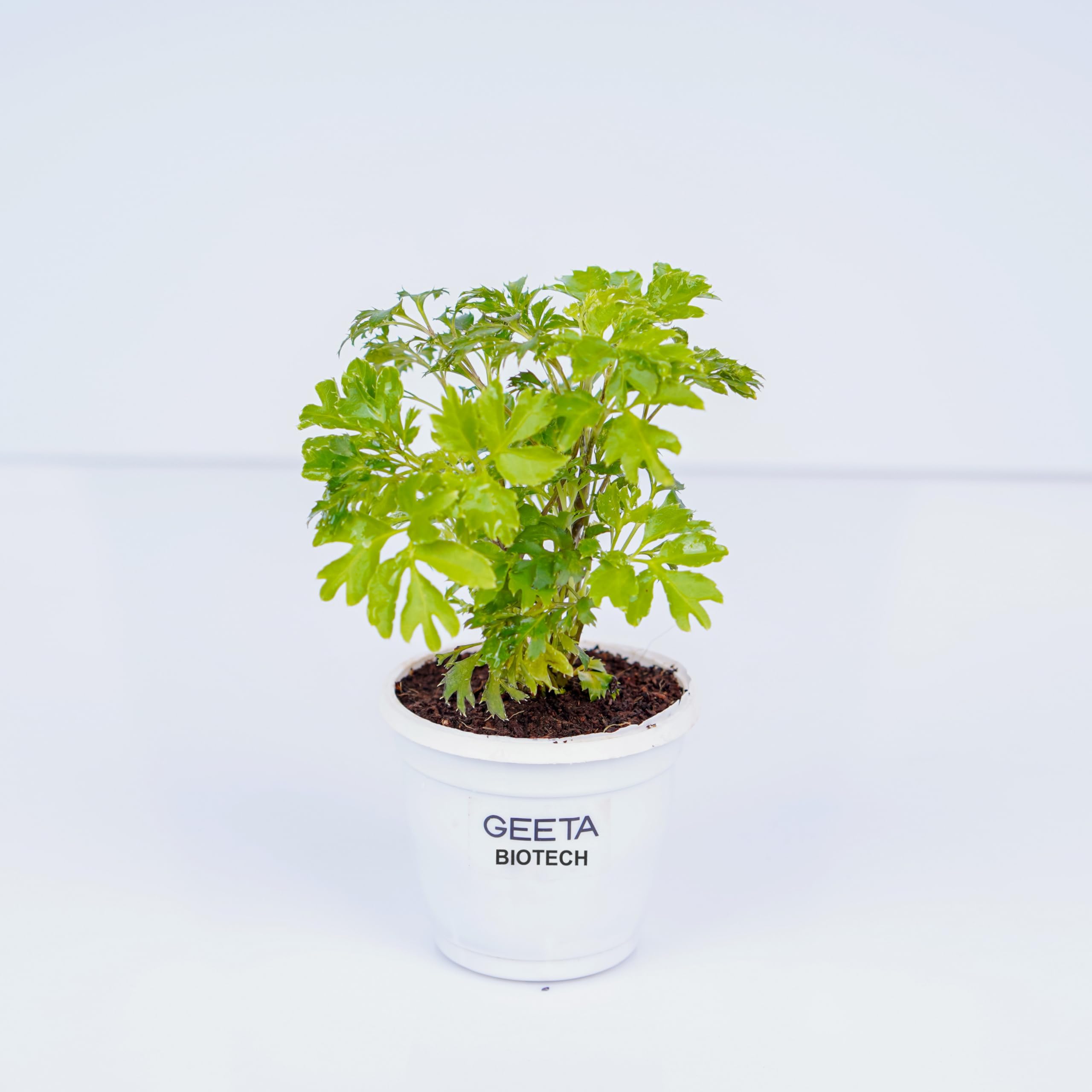 GEETA BIOTECH Aralia Green Plant - Indoor Houseplant | Easy Care & Air Purifying | Perfect for Home & Office Dcor