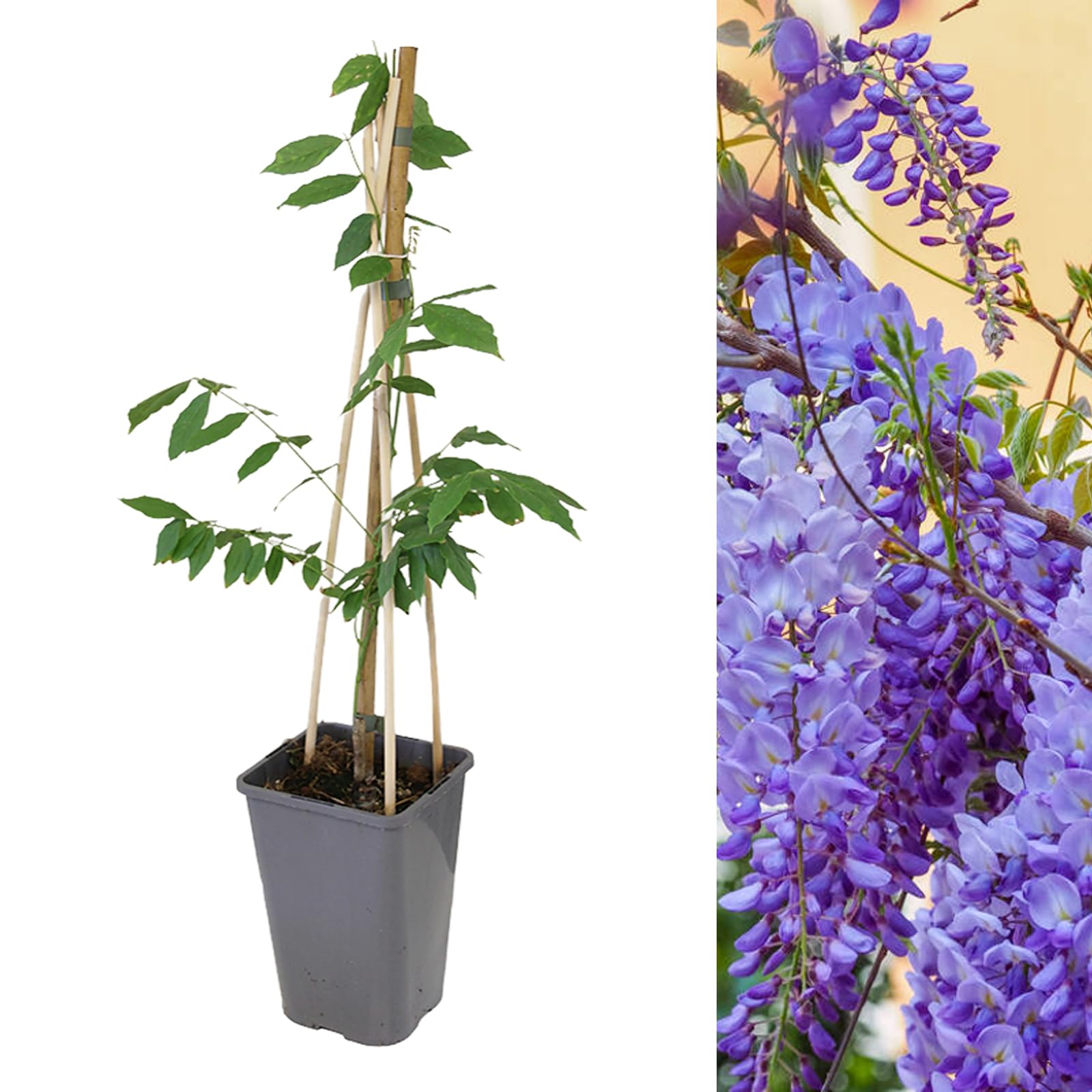 Carbeth Plants 1x Chinese Wisteria Sinensis Prolific in 2L Pot