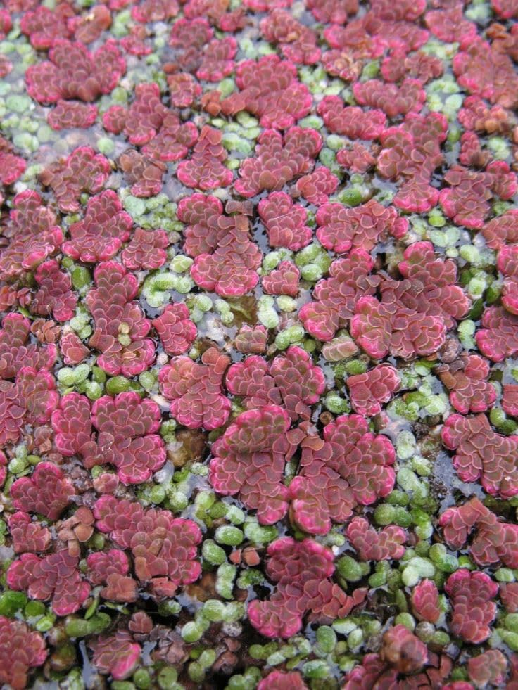 Mosquito Fern Seeds Floating Aquarium Greenery for Fish Tanks Shrimp Tanks Pond Beautification and Organic Resource Benefits (1300 Healthy Plant Seeds In Packet)-image-14