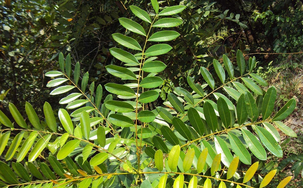 GREEN WORLD SIMAROUBA GLAUCA/LAKSHMI TARU/PARADISE TREE SEEDS FOR FARMING & GARDENING (150 SEEDS PACK) (B09BFSTL9C) Amazon Price History, Amazon Price Tracker