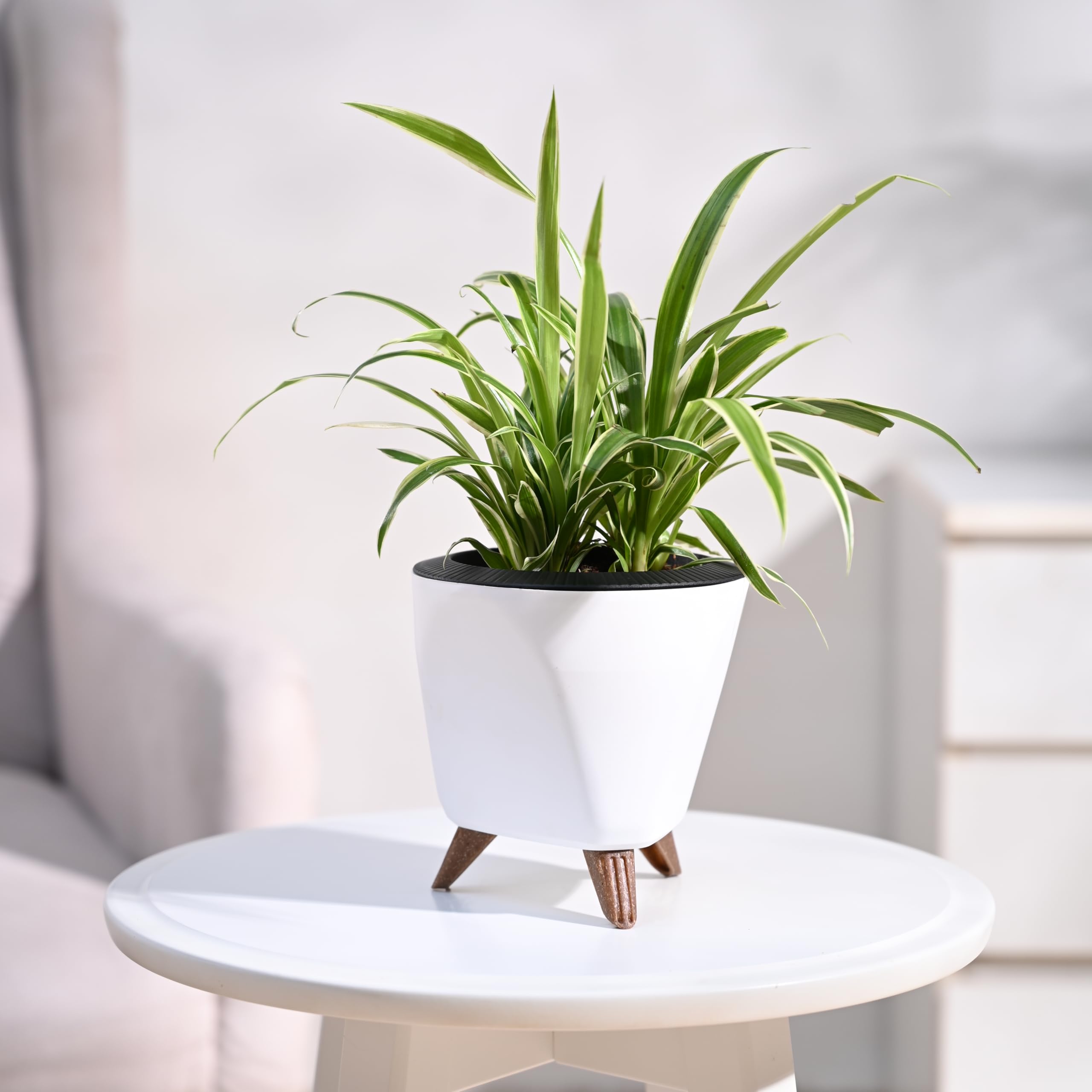 UGAOO Spider Plant Indoor Live Plant for Home with Lagos Self Watering Pot (White, Small) (B0D7CV19WL) Amazon Price History, Amazon Price Tracker