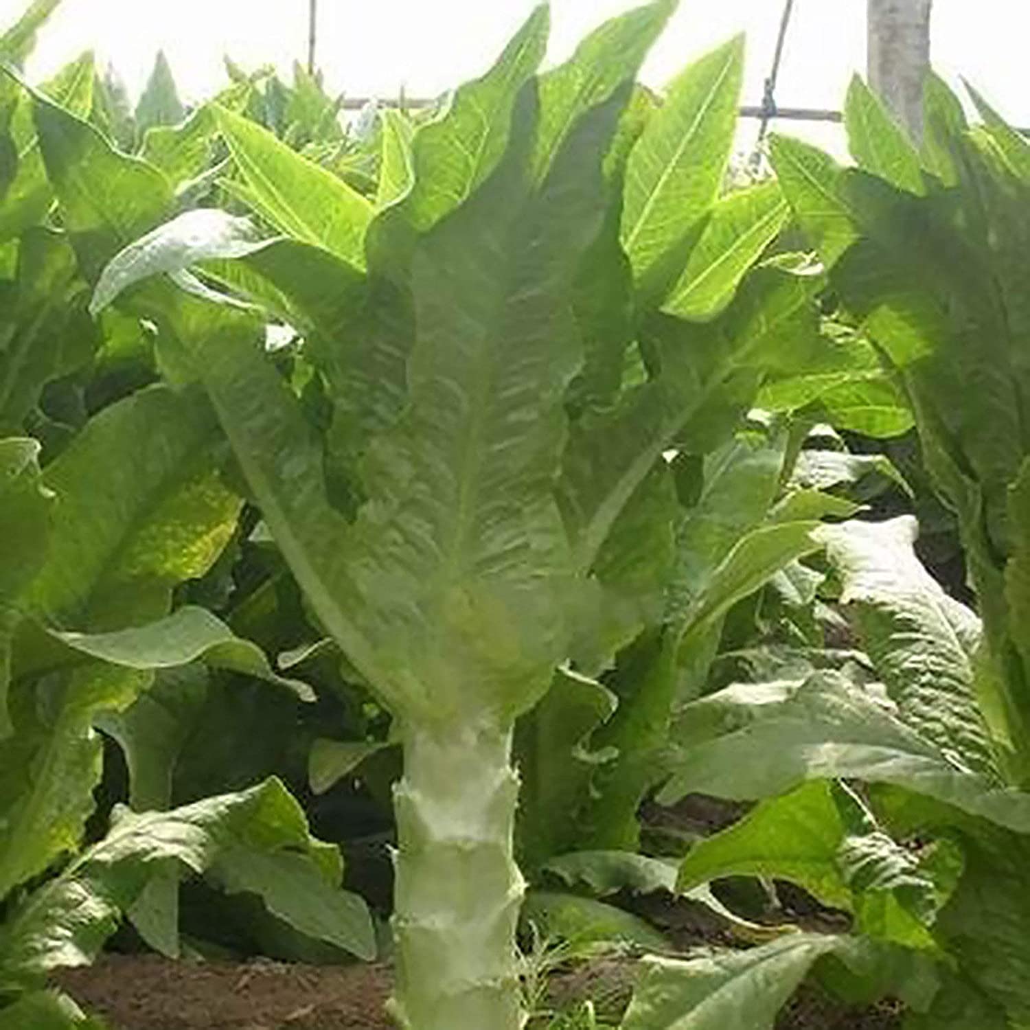 200Pcs LettuceOpen Pollinated Fast Growing Green Easy Plant Vegetablefor Planting/Home/Garden/Outdoor/Yard/Farm Planting -