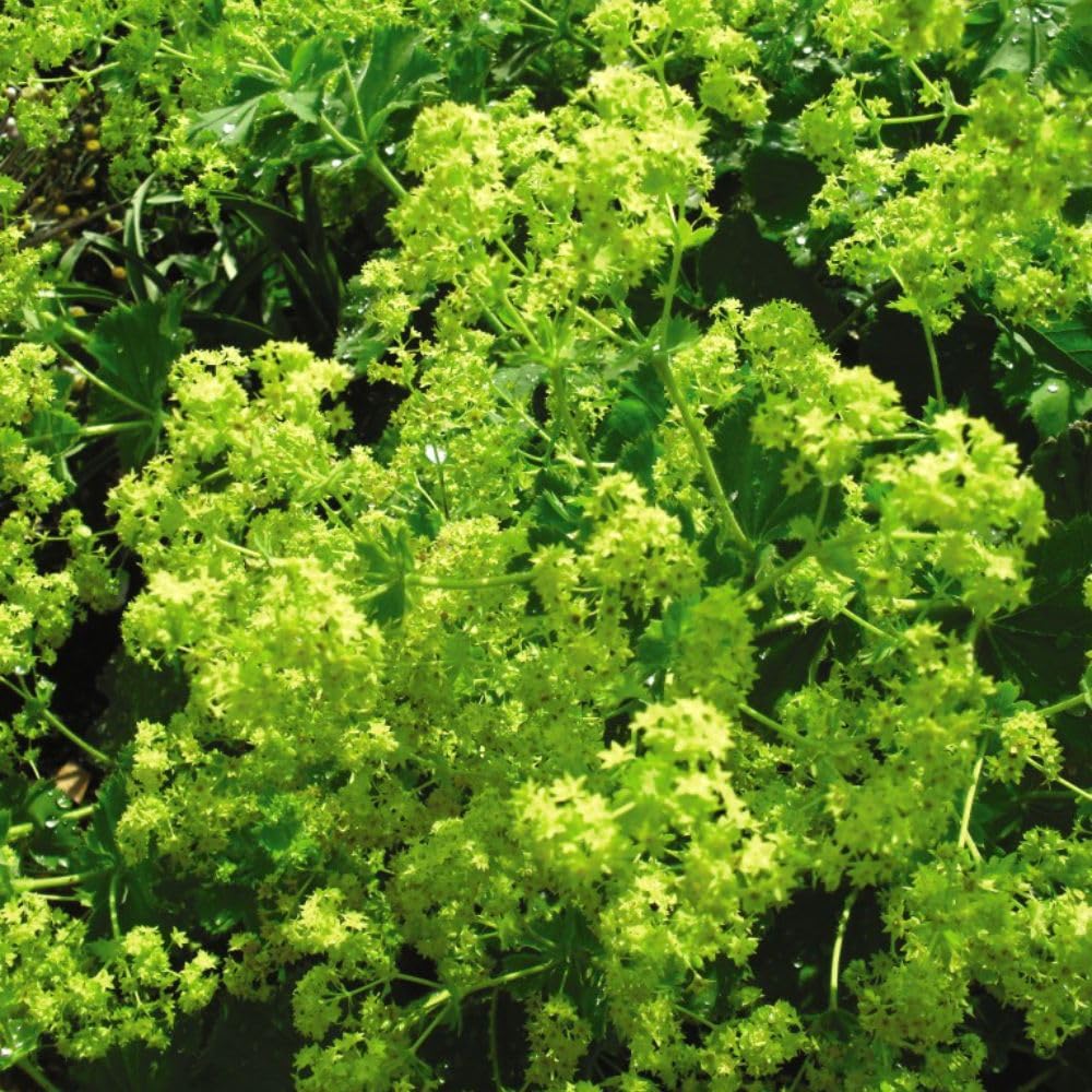 Alchemilla mollis (Lady's Mantle) - Hardy Perennial with Fragrant Lime Green Flowers - Ideal for Borders, Rockeries, and Containers โ 2X 9cm Potted Plant by Thompson & Morgan
