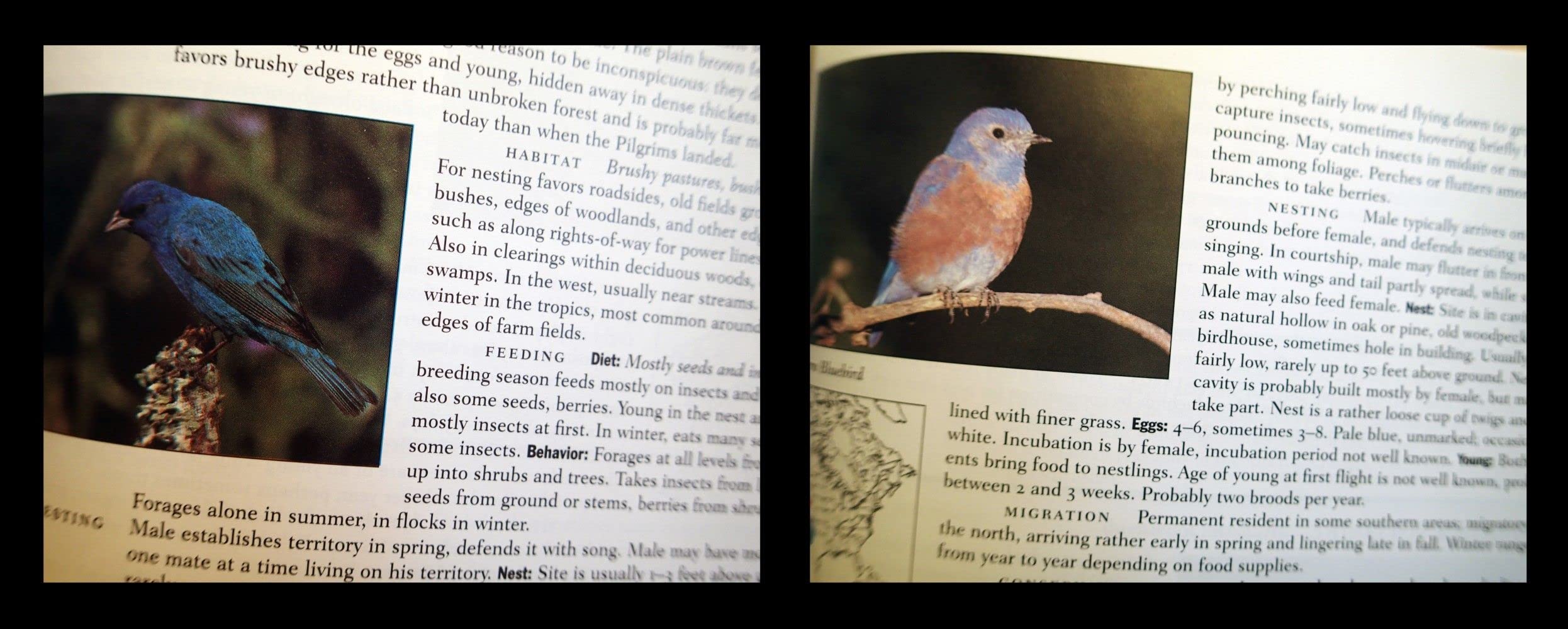 Lives of North American Birds (Peterson Natural History Companions) - Image 5