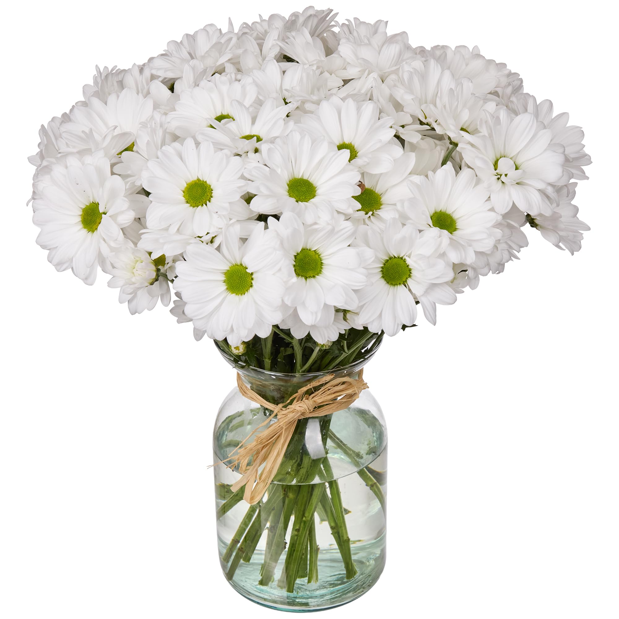 White Daisy Pompon - Falcon farms Inc.