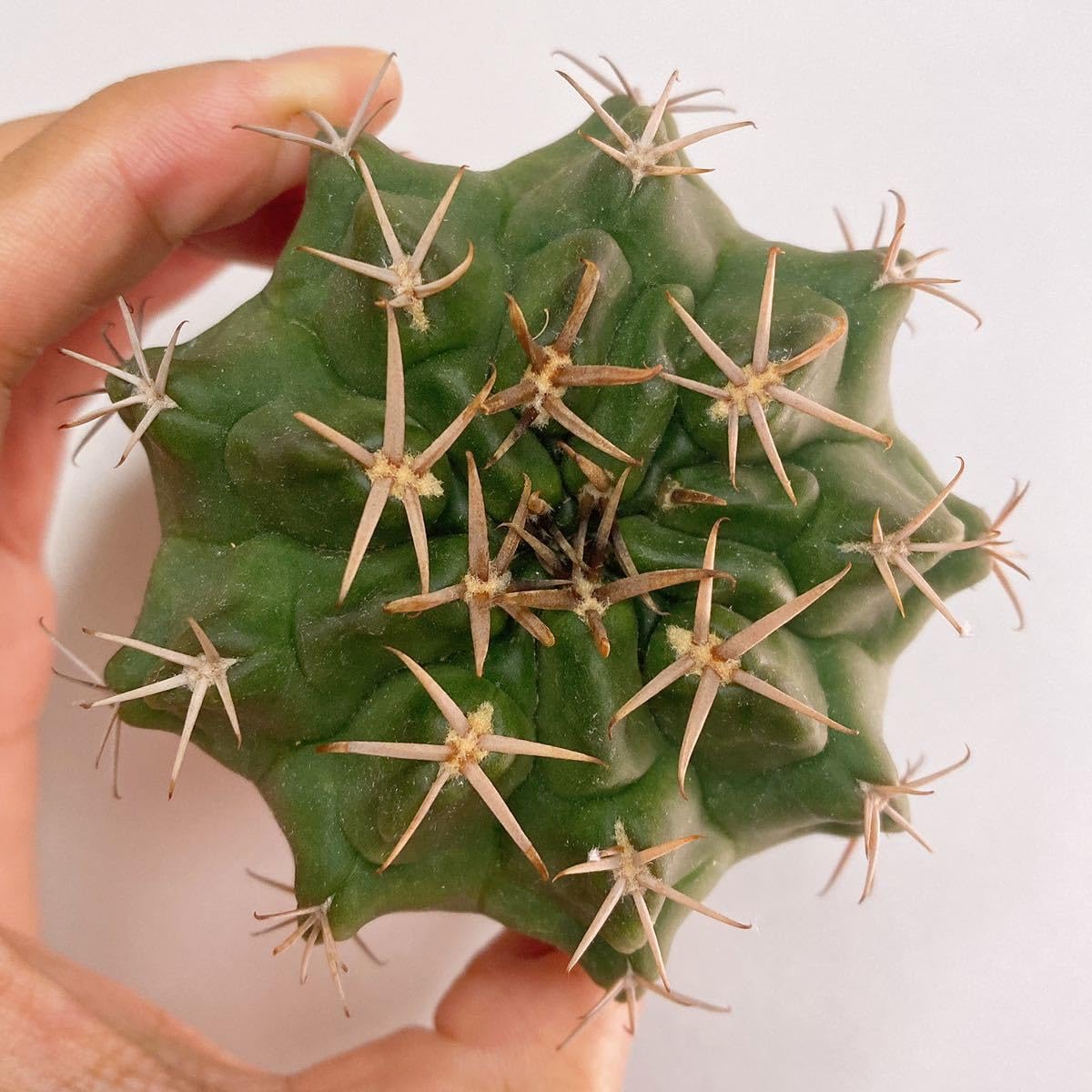 メガタエ　ギムノカリキウム属　直径約11cm 抜き苗　大苗　子株付き メガタエ ギムノカリキウム属 直径約11cm 抜き苗 大苗