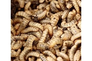 Live Black Soldier Fly Larvae (1/2-3/4 inch) - 1000 Count
