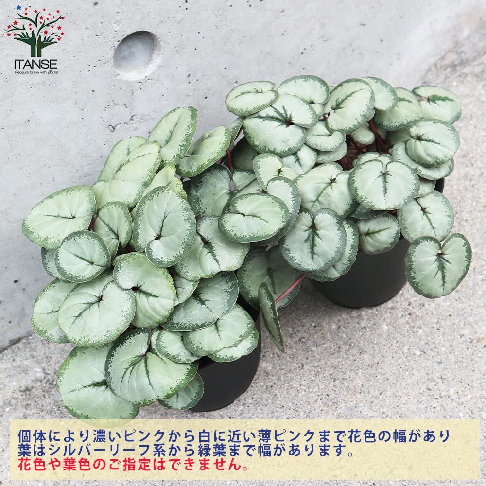 【シルバープリンス コウム 原種シクラメン】シルバーリース寄植え Amazon.co.jp: 原種シクラメン・コウム・シルバープリンス 3