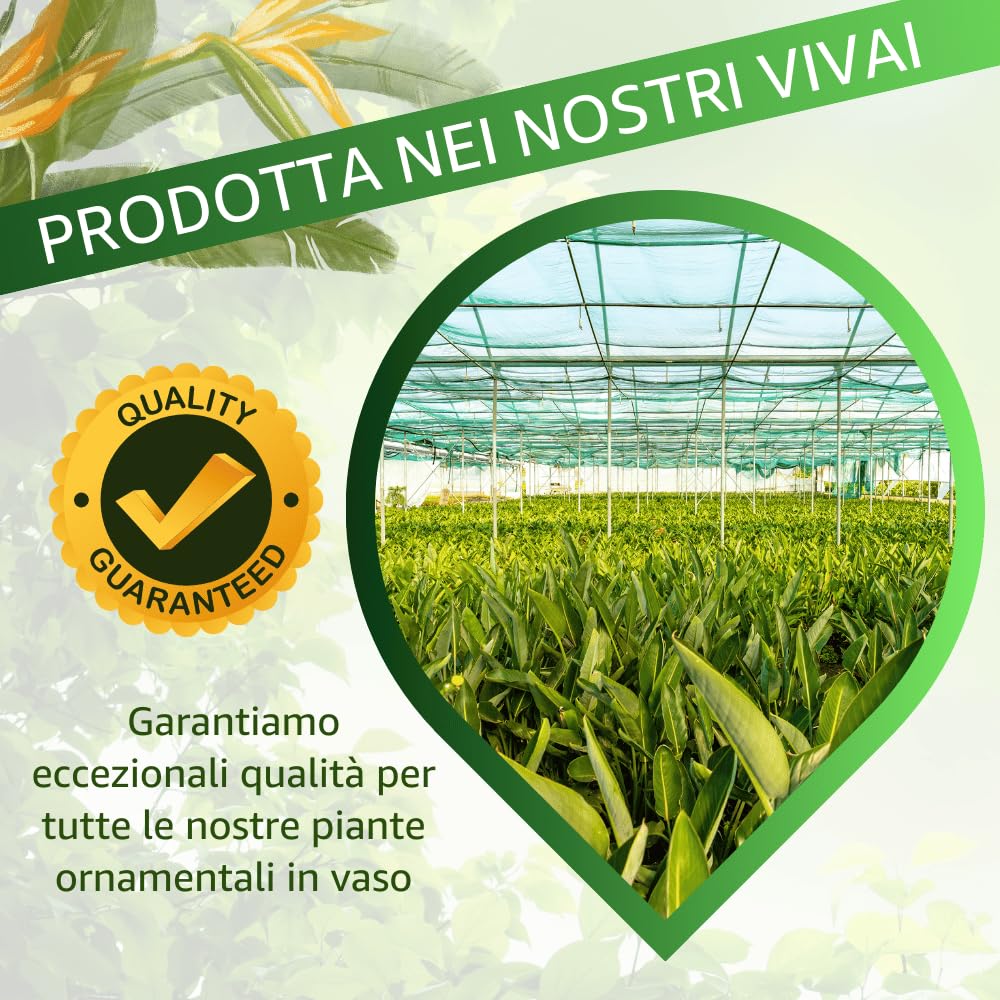Strelitzia Reginae Uccello del Paradiso, Pianta Vera Decorativa, Vaso 24 cm, h 90 cm (Vaso Verde Salvia)