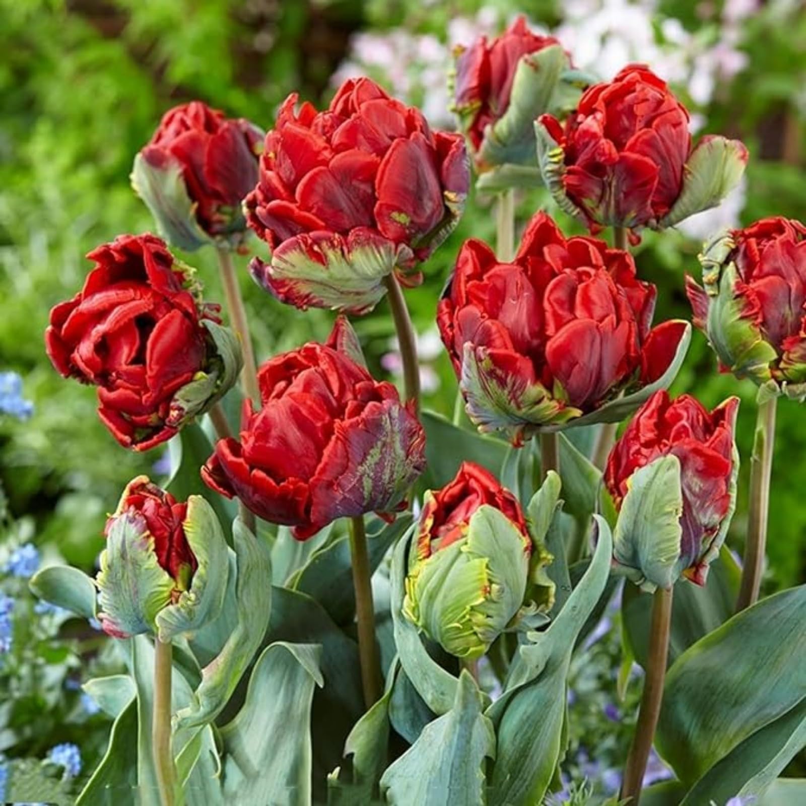 Tulip Bulbs,Flowering Rhizome,Excellent Display,Hardy Perennial,Iridescent,Tulip Tubers UK,Good for Containers,Cut Flowers,Greening Flower,Balcony Garden Bulbs.-8Bulbs-A