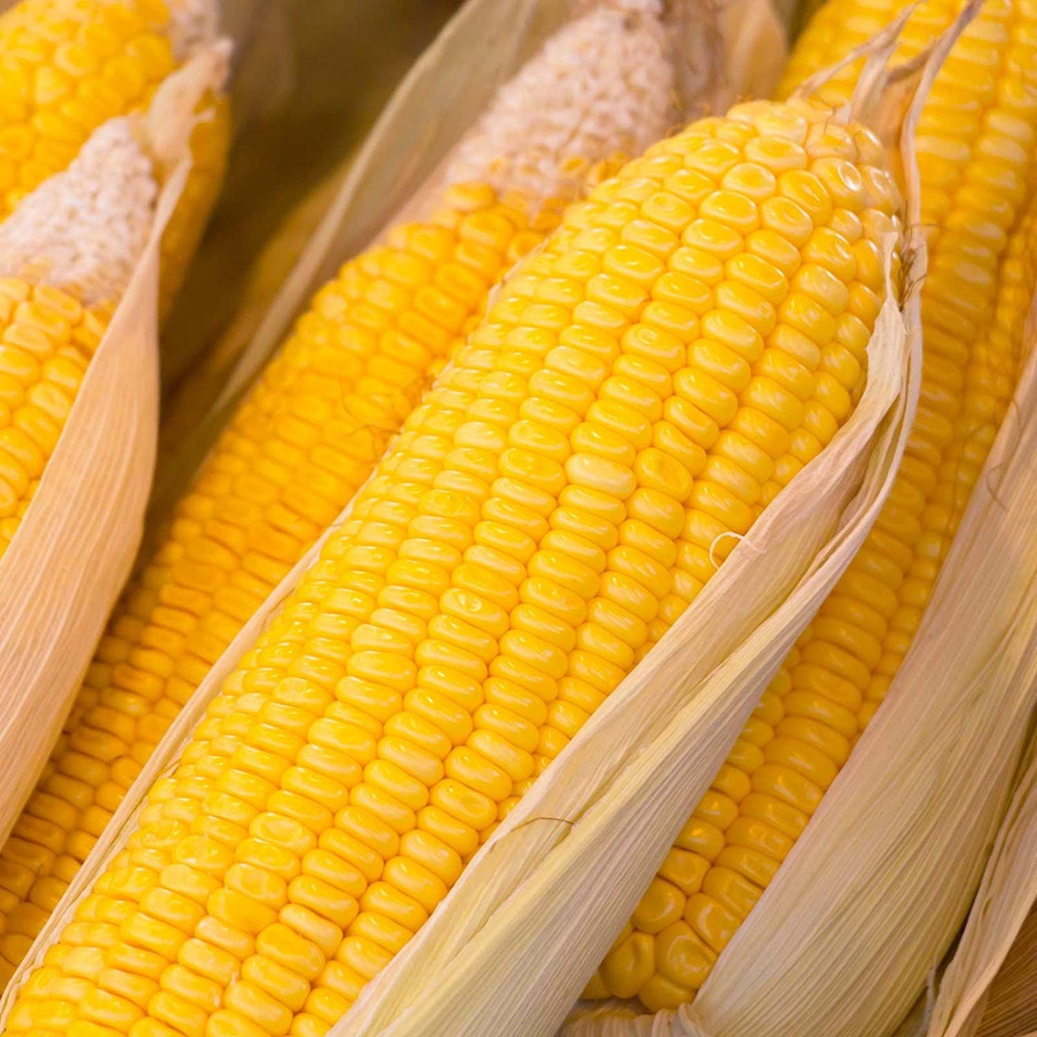 Early Sunglow Hybrid Corn Garden Seed (Treated) - 1 Lb ~2,080 Seeds - Non-GMO, SU, Cold Weather Vegetable Gardening Seeds