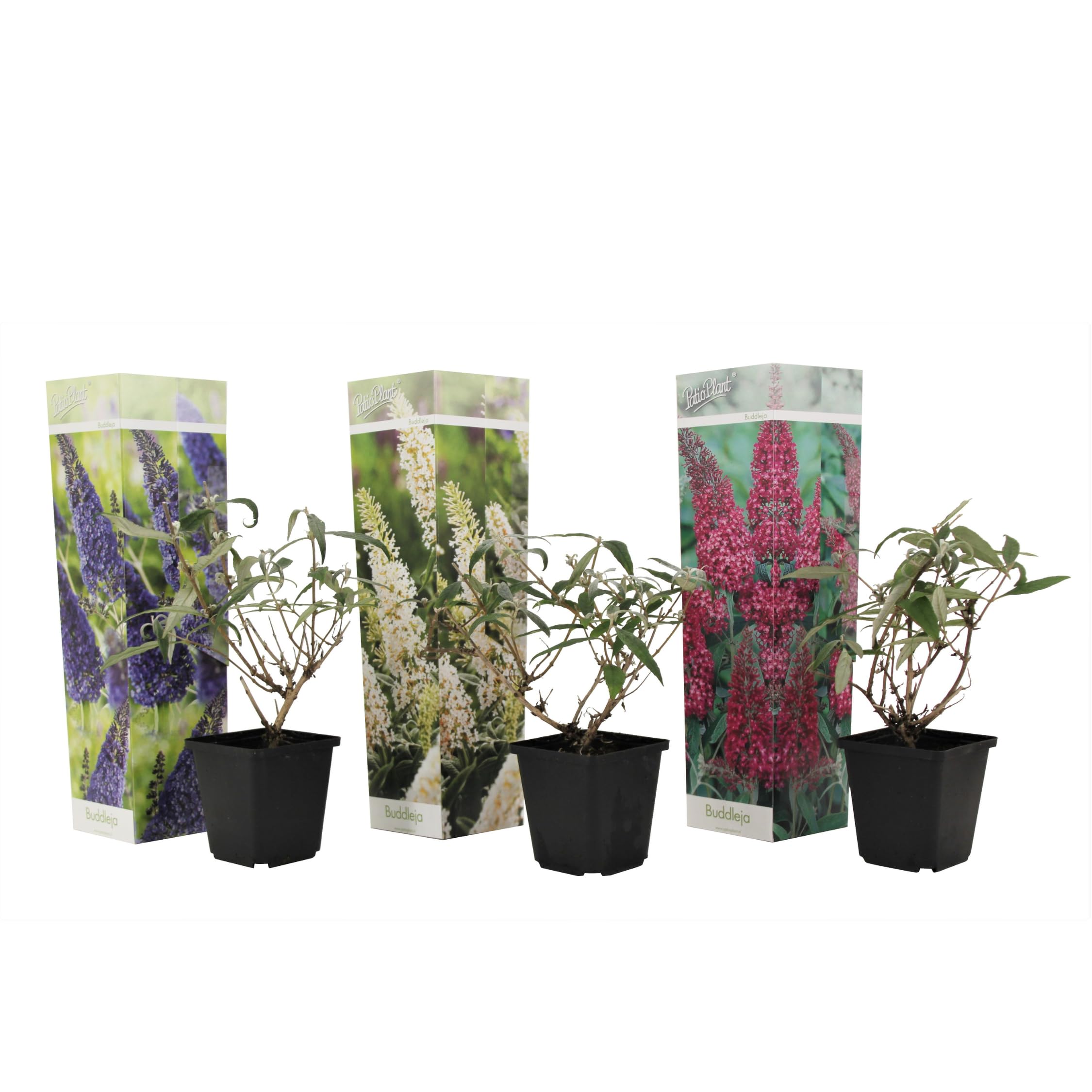 Plant in a Box - Buddleja Davidii Mix - 3 diferentes arbustos de mariposa - Maceta 9cm - Altura 25-40cm