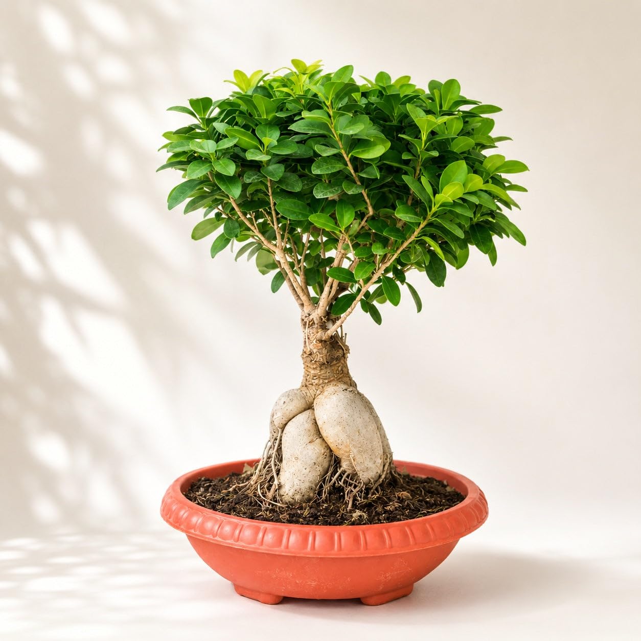 Ficus Ginseng Bonsai Live Plant Ficus Microcarpa Indoor Tree yh6 | Air Purifying, Lucky Plant, Easy Maintenance, Home & Office Decor, Pack of 1-image-21