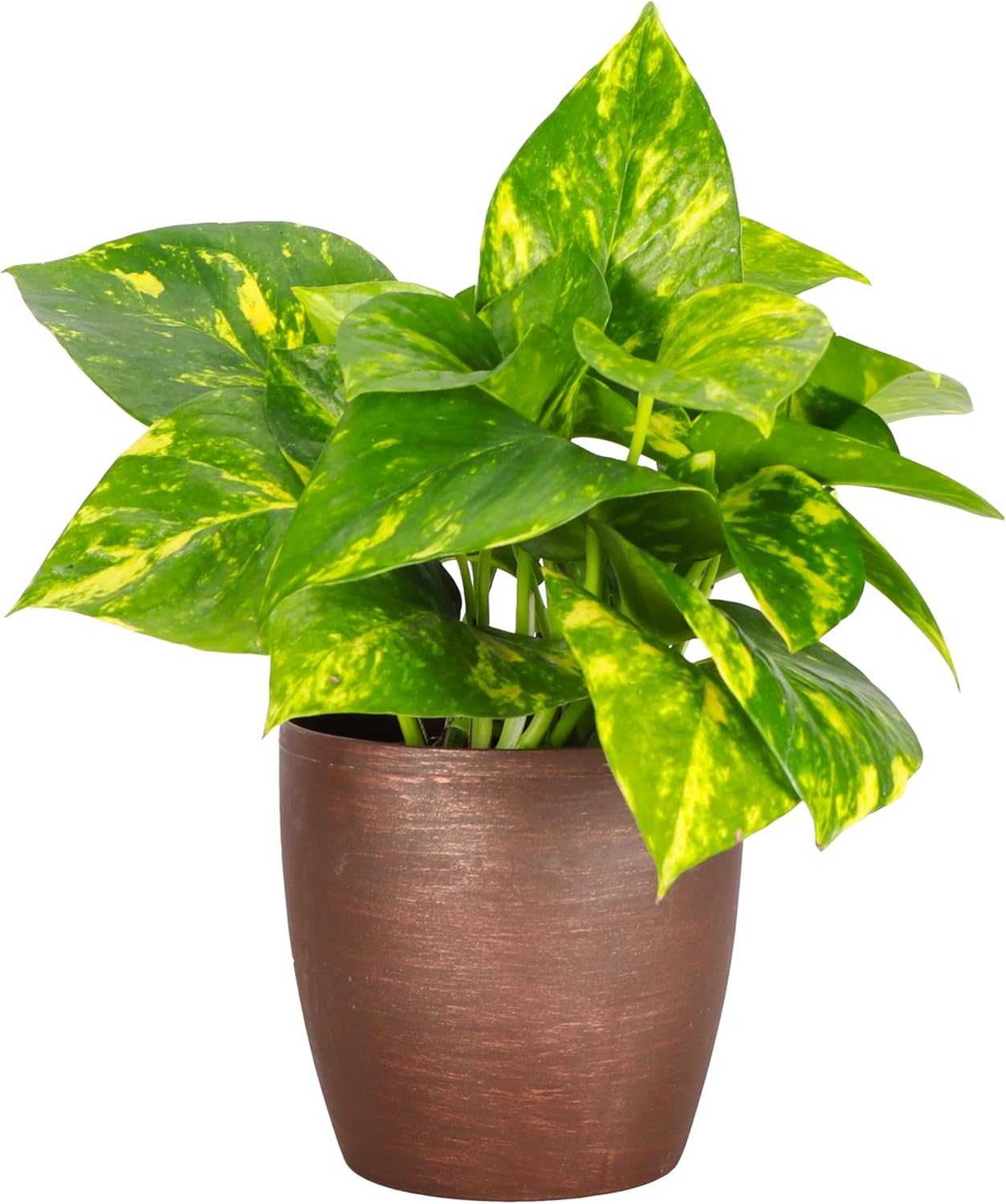 Thorsen's Greenhouse Golden Pothos, Live Indoor Vining Plant, Easy to Grow, Variegated Houseplant, Natural Air Purifier (Copper, 4-inch Pot)