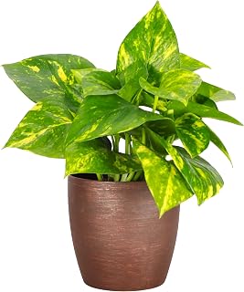 Live Golden Pothos, Indoor Vining Plant, Easy to Grow, 4" Pot