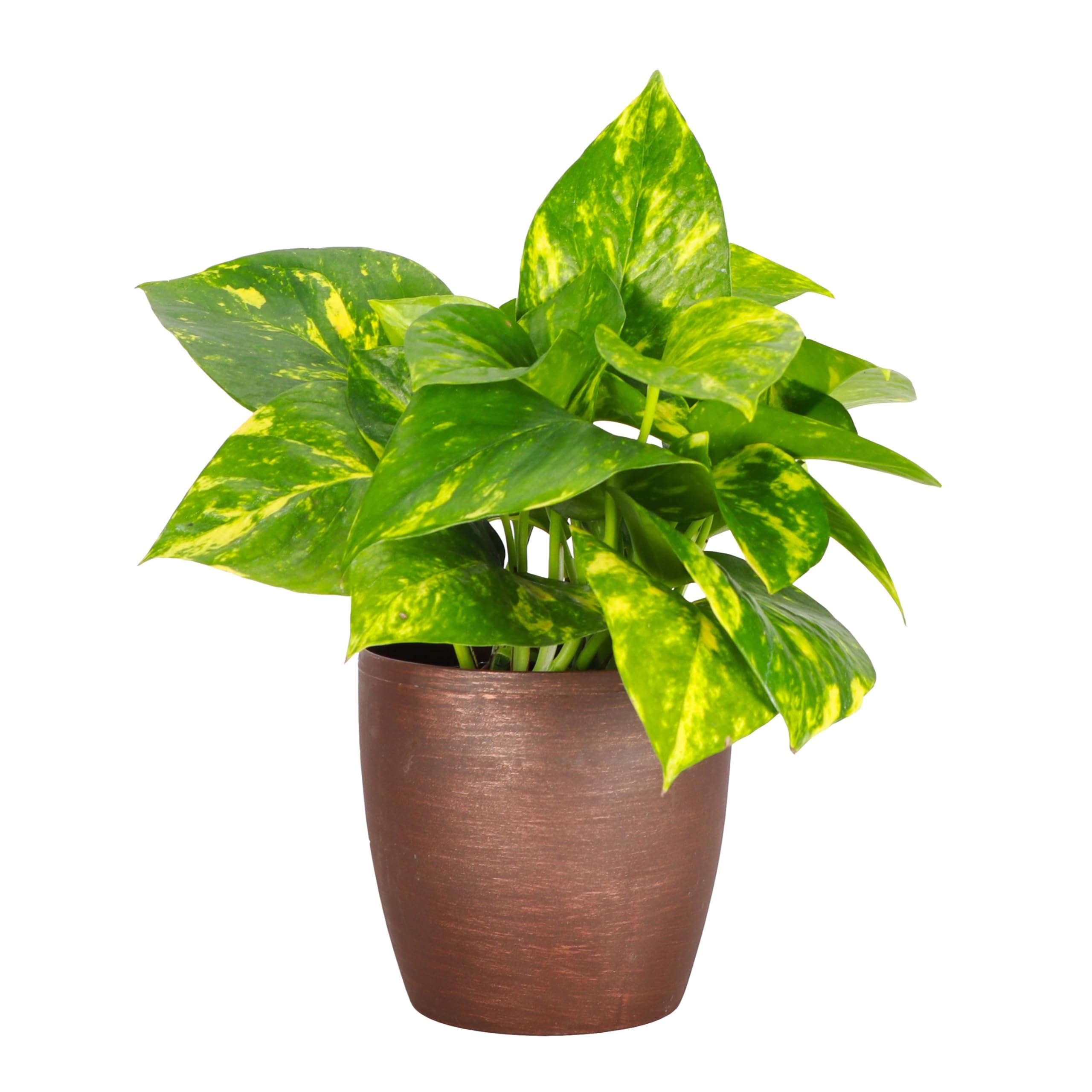 Thorsen's Greenhouse Golden Pothos