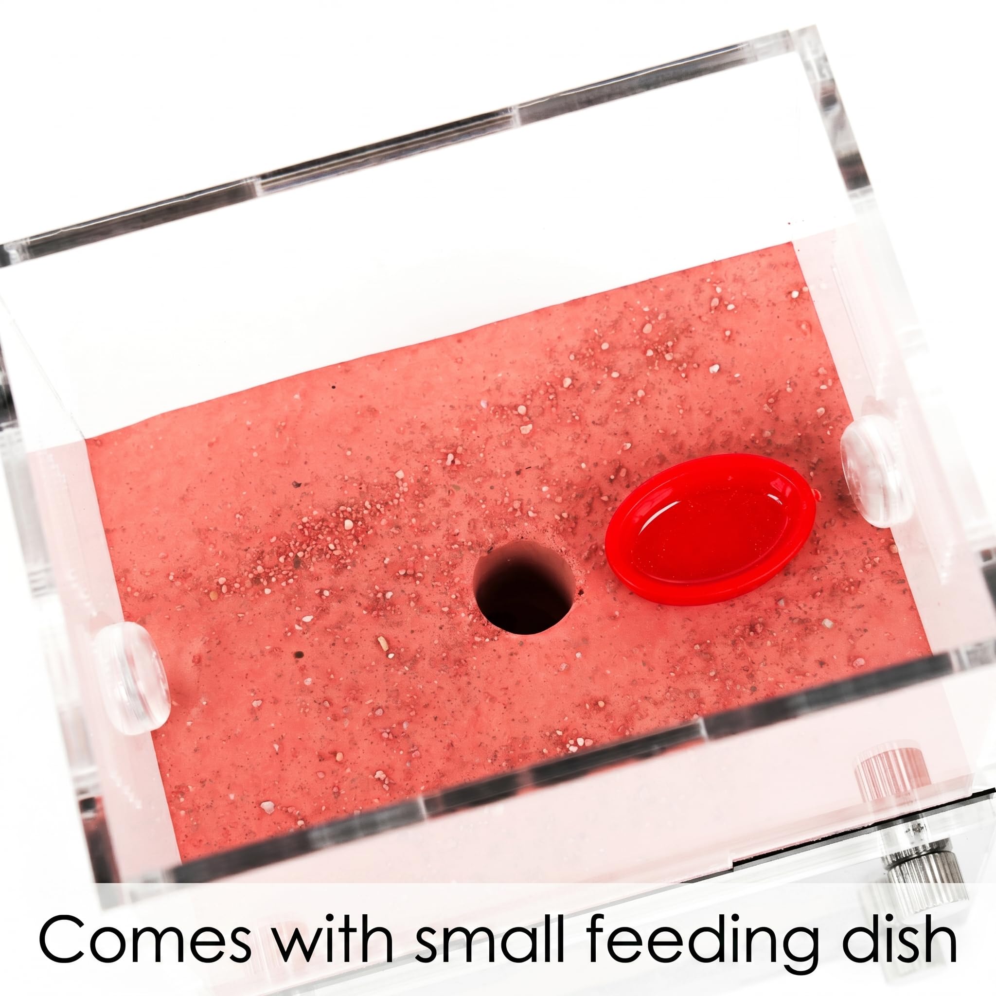 Formicarium - Kit Habitat per Ant Farm, per osservazione del comportamento, terrario educativo per adulti e bambini