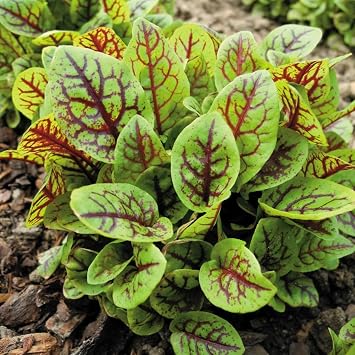 Red Veined Sorrel Rumex acetosa - Grow Now or Store for Future Planting - Capsule of 40 Seeds