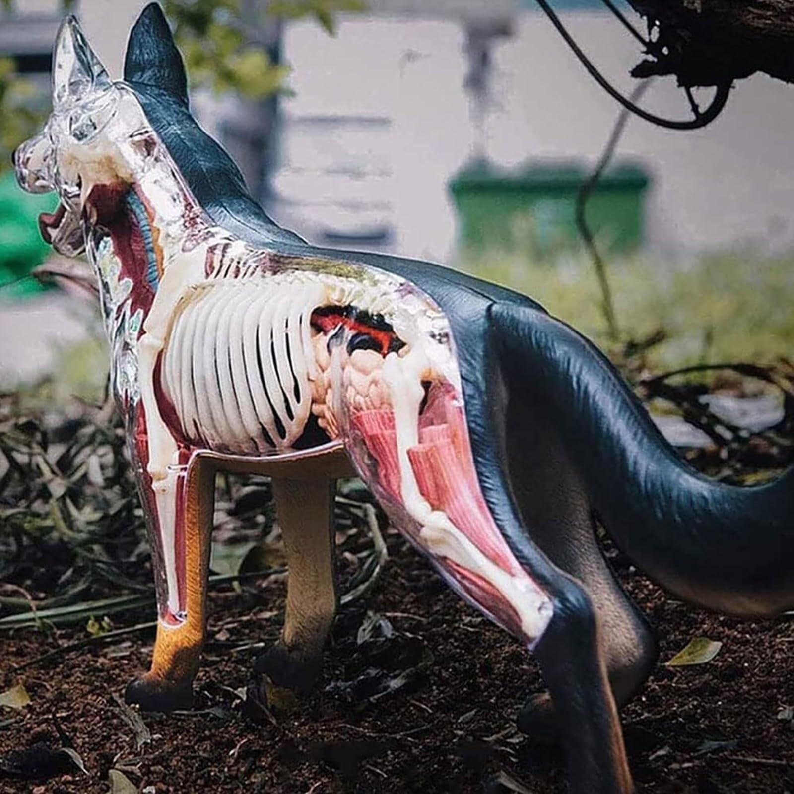 Demostración didáctica de animales Parte 29 Modelo didáctico de anatomía Modelo de anatomía 4D de perro con modelo biológico desmontable