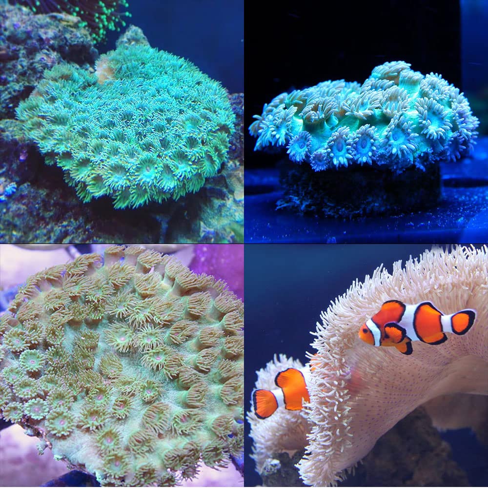 Amazon.co.jp: 水槽ハイドロメーター 1個 塩分濃度計 正確な比重計の