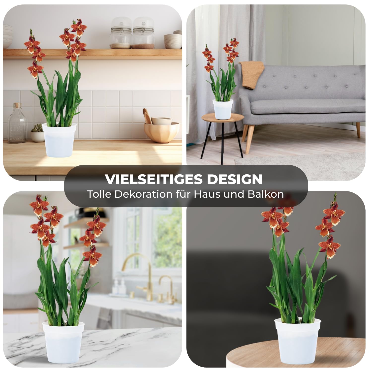 Echte Wilsonara Inferno Orchideen. 2 große Zimmerpflanzen aus Holland. 30-40 cm hoch mit Blüten und leicht duftend.(keine künstliche Orchidee, ohne Dünger und Topf, kein Samen und nicht winterhart)