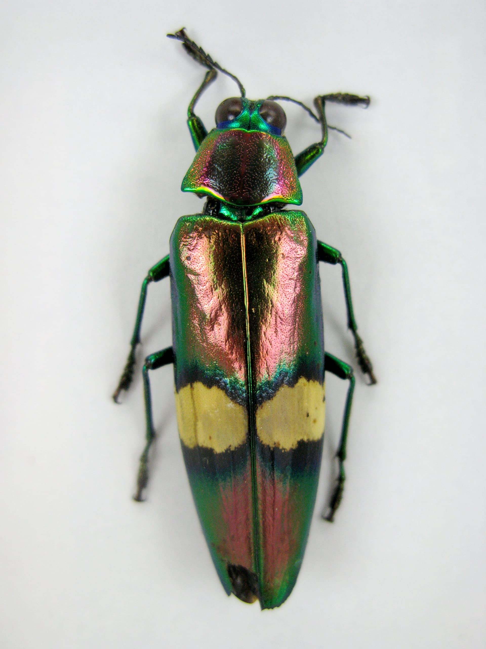 asiahouse24 Echte präparierte Insekten im 3D Schaukasten aus Holz. Vogelspinne, Skorpion, Käfer, Hundertfüßer und vieles mehr. (3 Jewel Beetle)