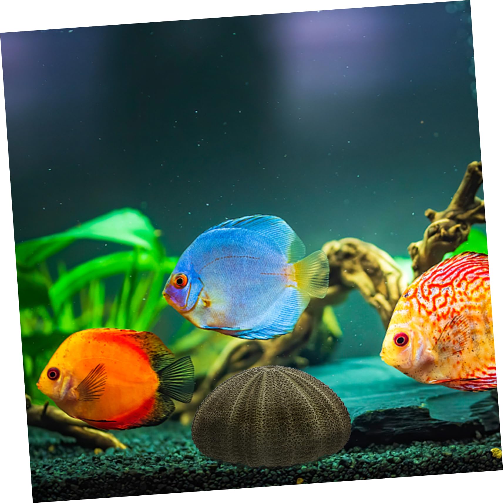 Angoily 10piezas Decorativos De Conchas Marinas para Decoración De Acuarios y Escritorios Accesorios De Artesanía De Erizo De Mar para Decorar Espacios Marinos y Hogares