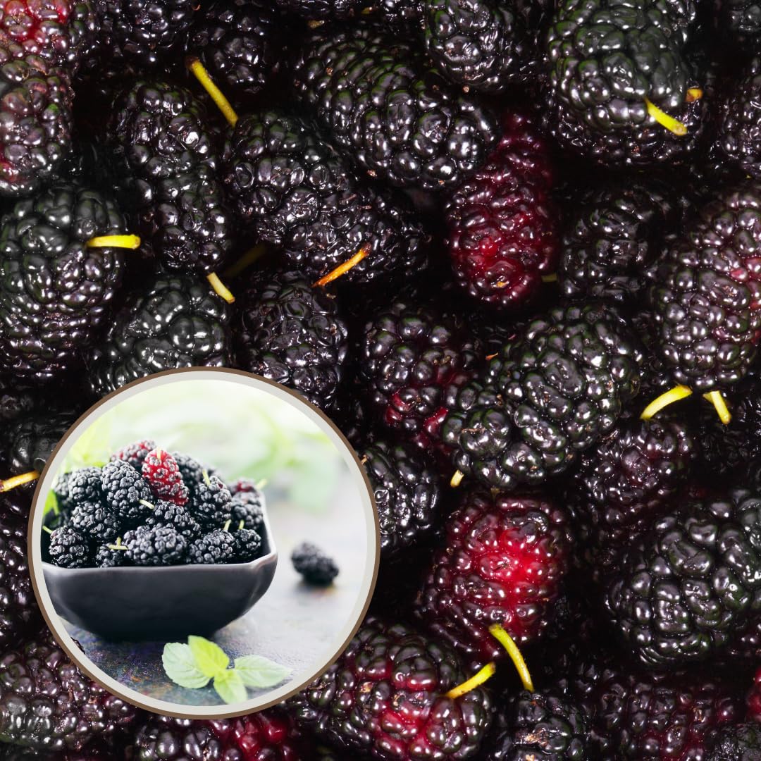 Pianta di Gelso Nero (Morus nigra) – Albero da Frutto in Vaso 24 cm, H 150 cm – Frutti Dolci e Succosi, Autofertile, Ideale per Giardino o Frutteto – FOTO REALI