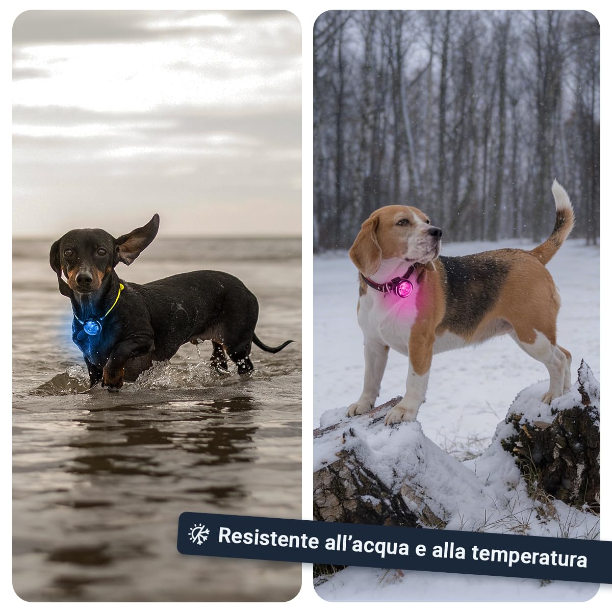 PAJ LIGHT MINI - LED Ultraluminoso per Collari e Pettorine - Cani Piccoli, Medi e Gatti - Regolazione Flessibile - 100% Impermeabile - 7 Colori - Sicurezza e Visibilità Notturna
