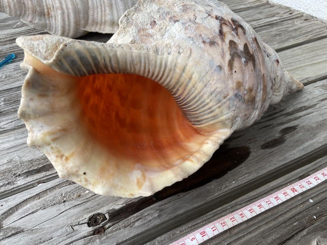 貝殻(沖縄の青い海の宝)ホラ貝　蓋無し 貝殻(沖縄の青い海の宝)ホラ貝 蓋無し